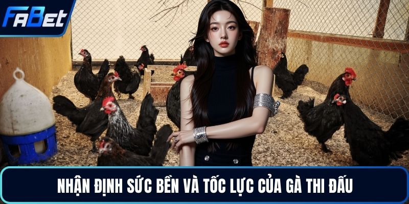 Nhận định sức bền và tốc lực của gà thi đấu